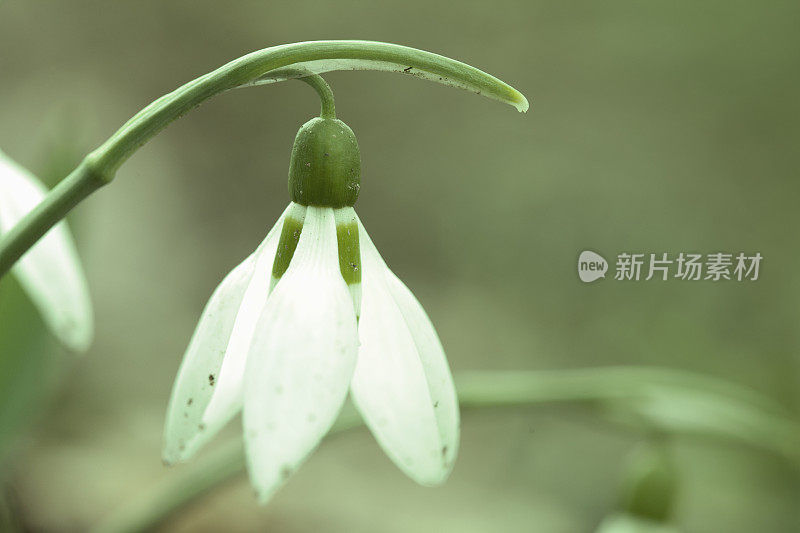 雪花莲