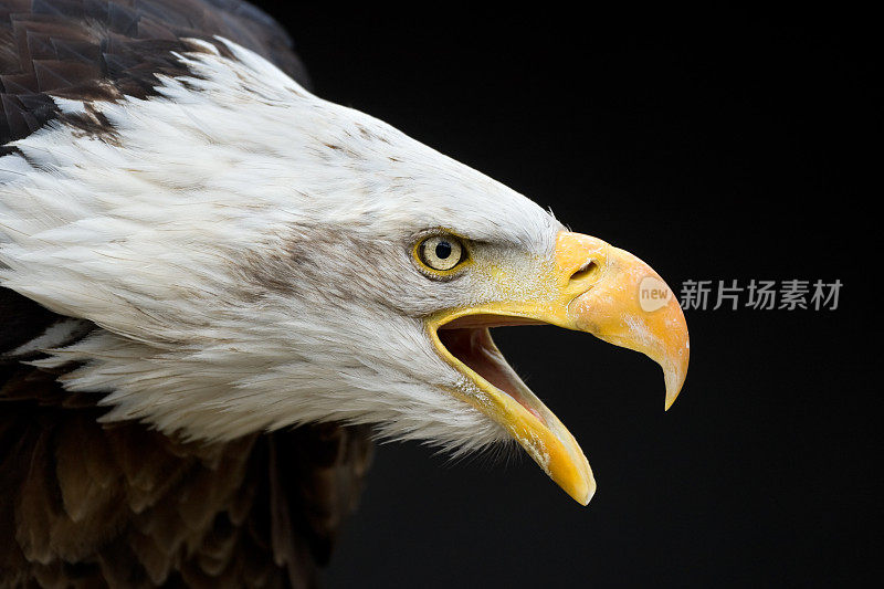 叫秃鹰（哈利图斯・卢科塞普哈卢斯）