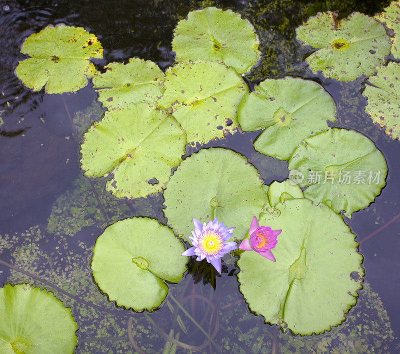 池塘里的粉色和紫色荷花和睡莲