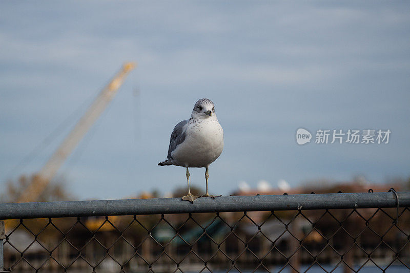 篱笆上的海鸥