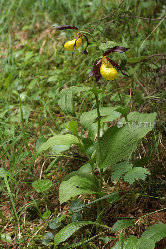 珍稀野生鞋兰(杓兰)