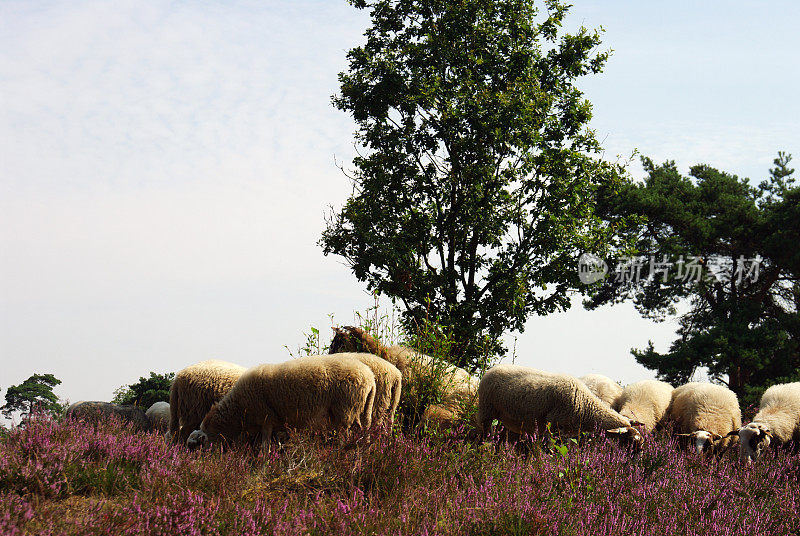 绵羊在夏天的荒野