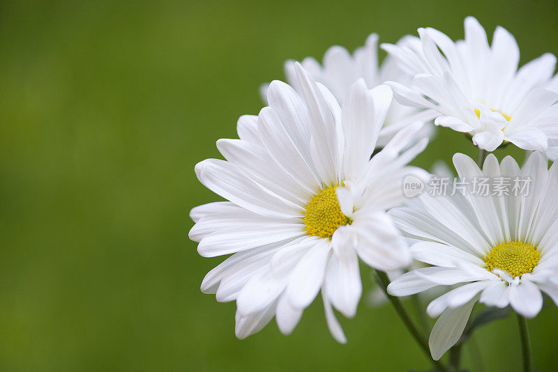 白色雏菊花与模糊的自然背景