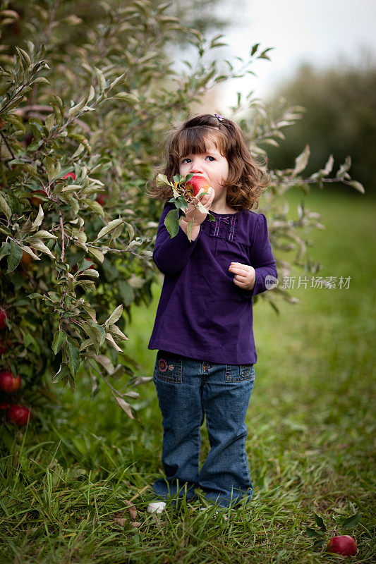 两岁小女孩在果园里吃苹果
