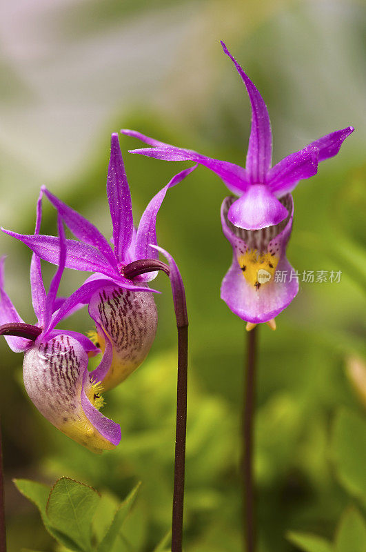 仙女拖鞋的特写，(卡利普索兰花)，野花