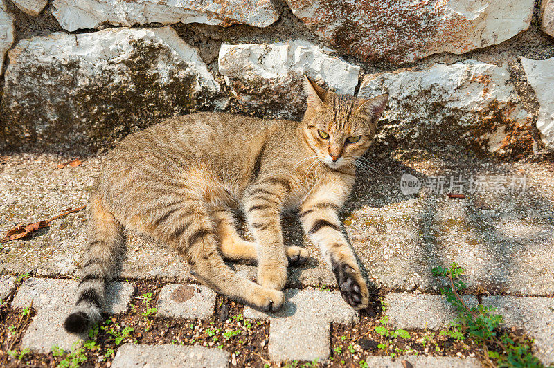 猫躺在地上