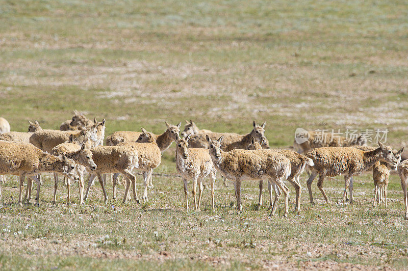 可可西里自然保护区的西藏野驴