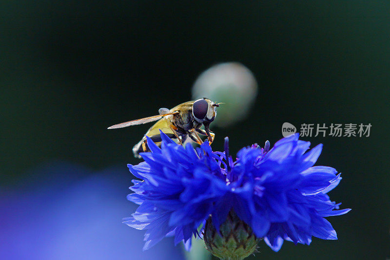 食蚜蝇在浅