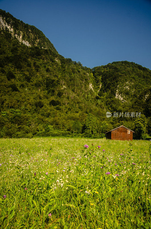 高山草甸