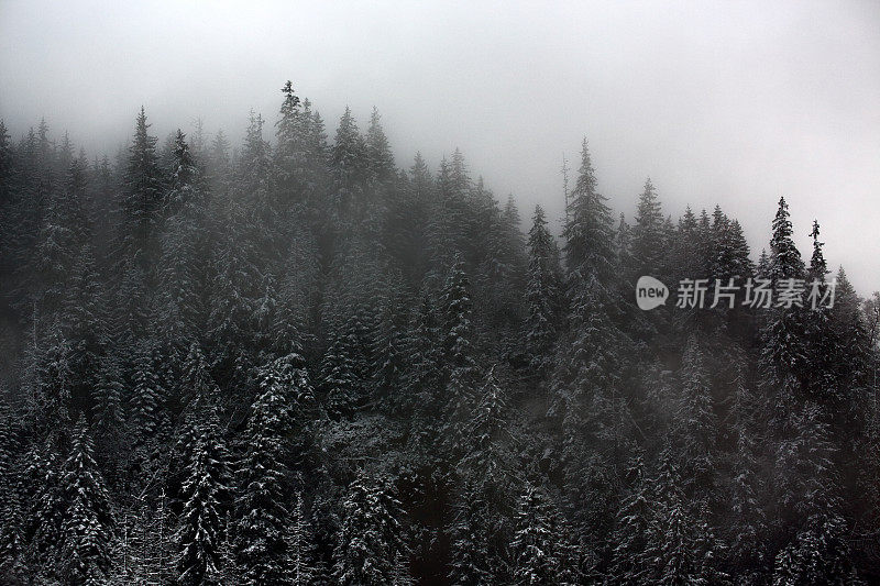 山上有森林，有雪，有雾