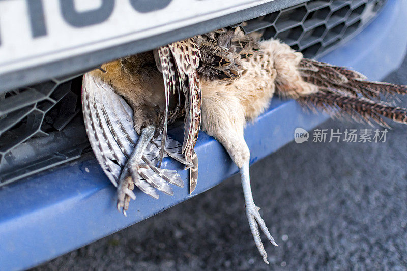 死松鸡撞击车祸