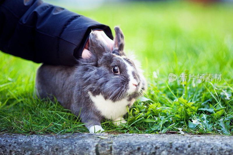 复活节兔子在草地上