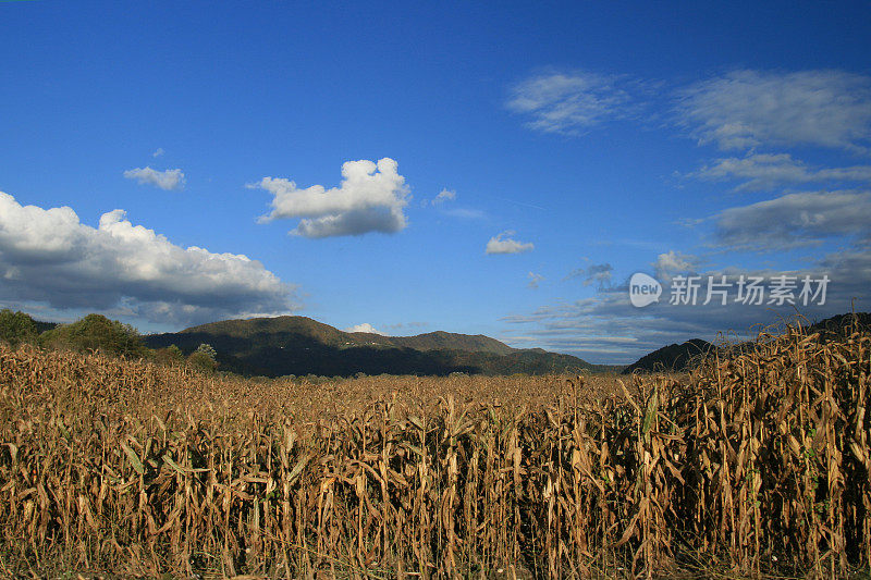 在9月底的玉米地里