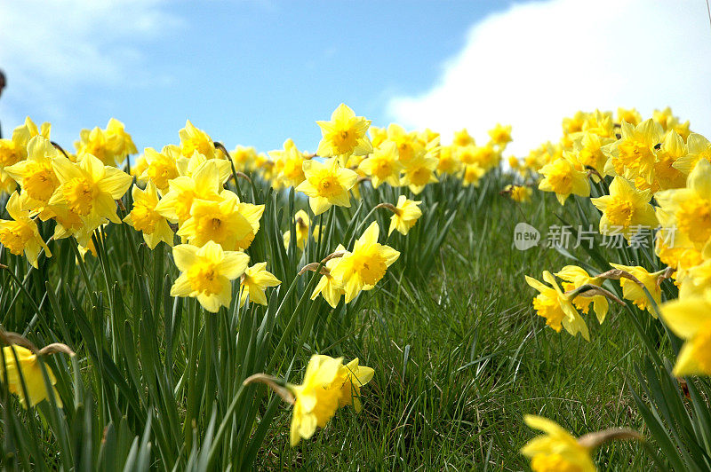 水仙花