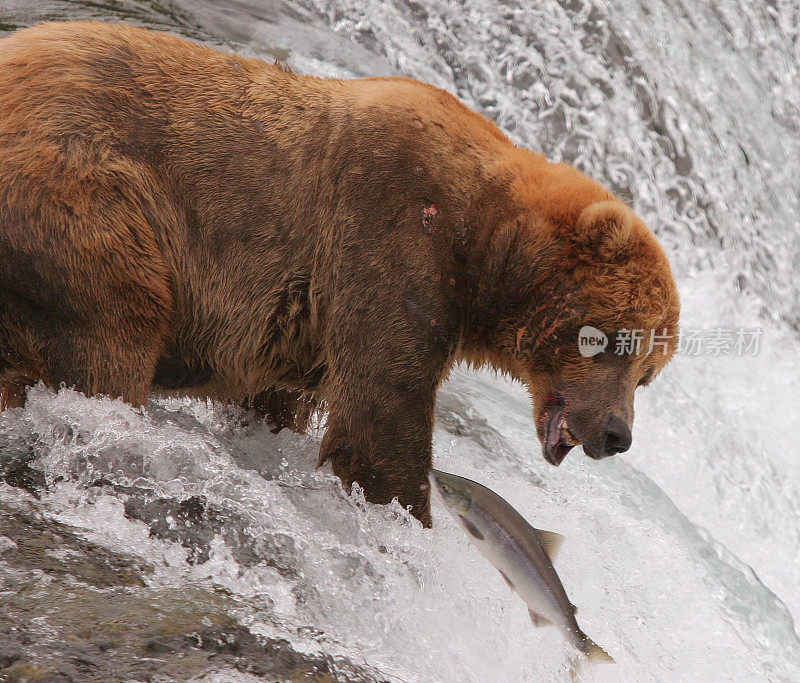 灰棕熊和鲑鱼，卡特迈国家公园，阿拉斯加