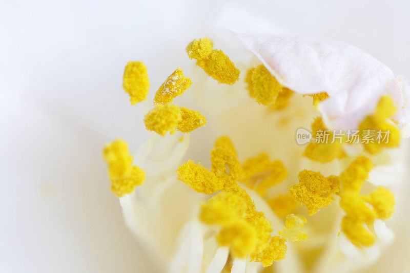 白茶花的花粉
