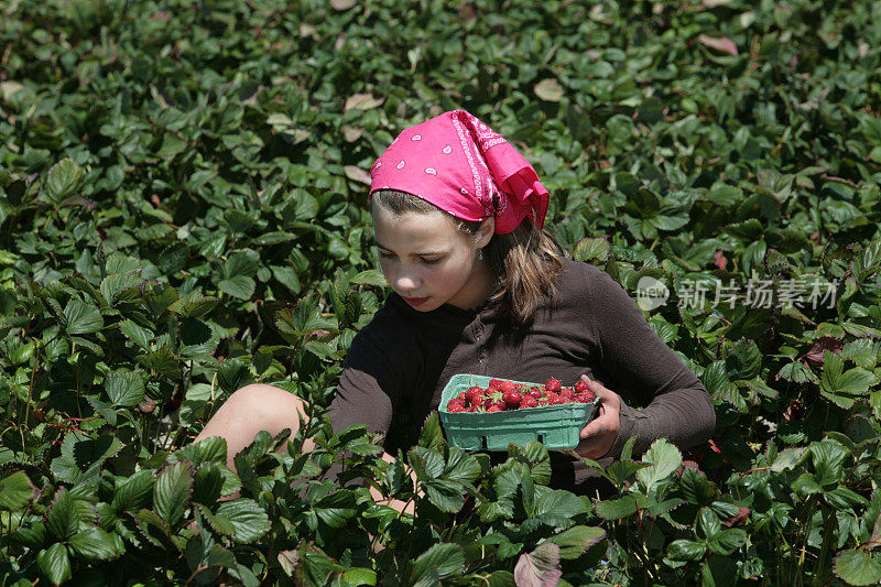 女孩摘草莓