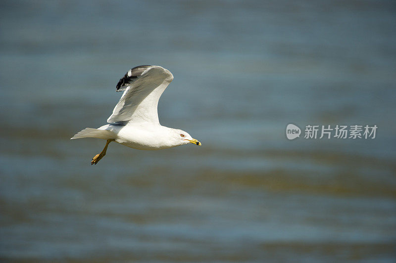 冬季在阿肯色河飞行的环嘴鸥