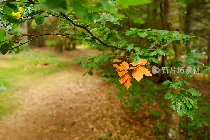 森林里的秋天