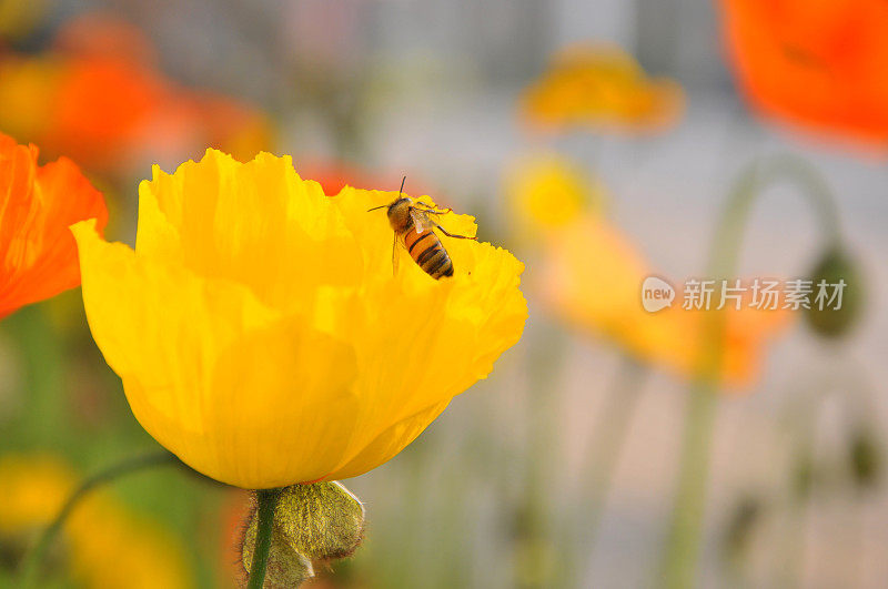 罂粟花和蜜蜂