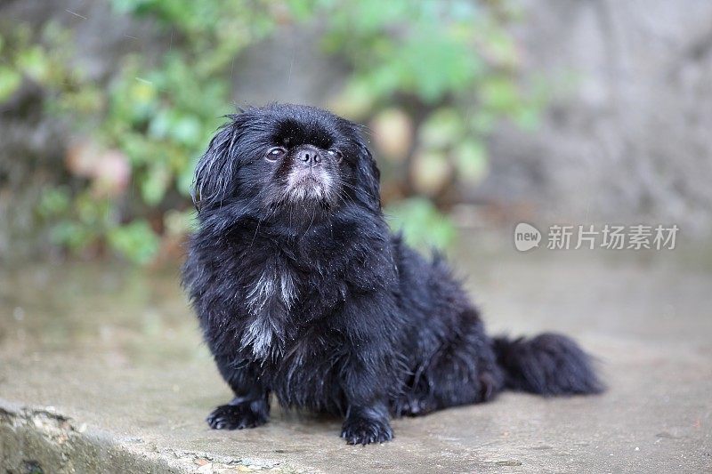 雨中的狗