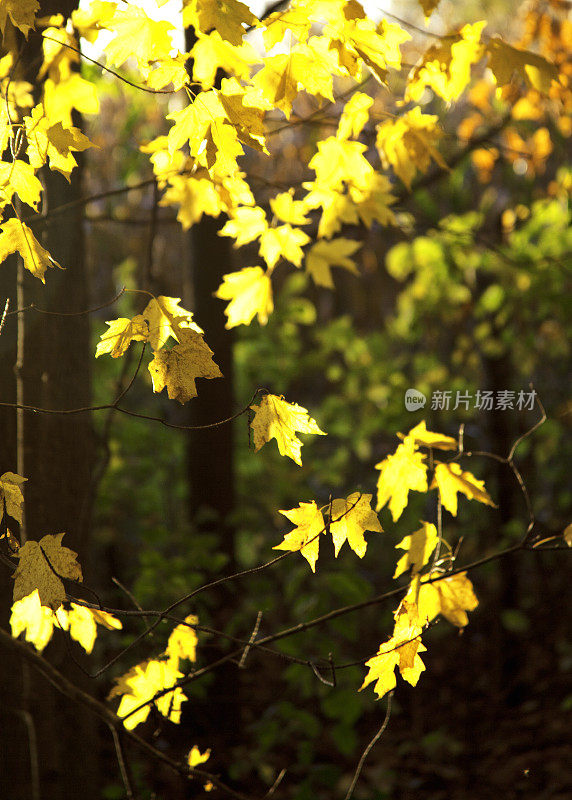 背光秋天树叶