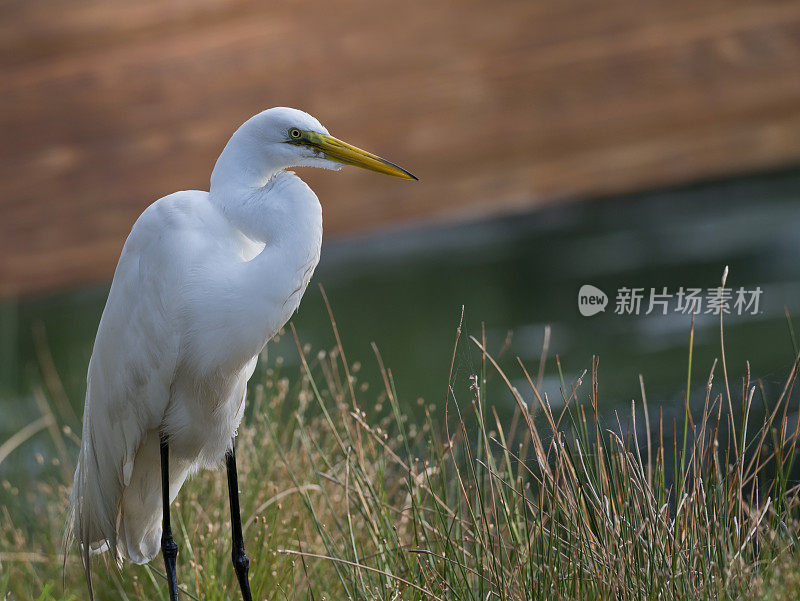 白苍鹭