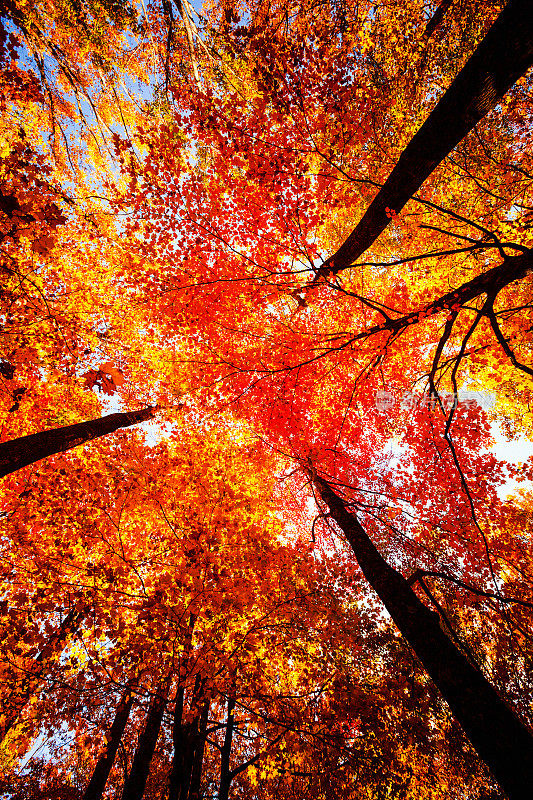 秋天的五彩森林