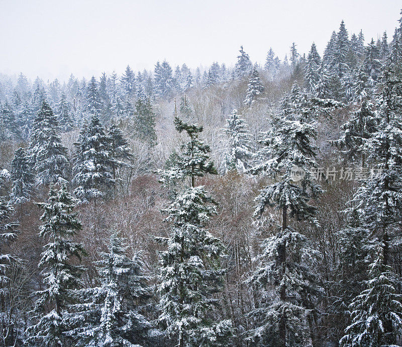 温哥华斯坦利公园的道格拉斯冷杉在暴风雪中