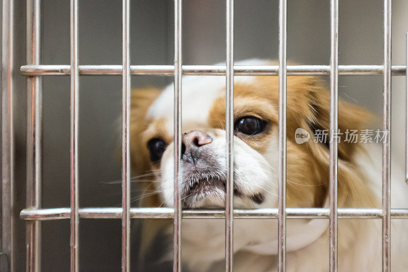 笼子里的悲伤的狗