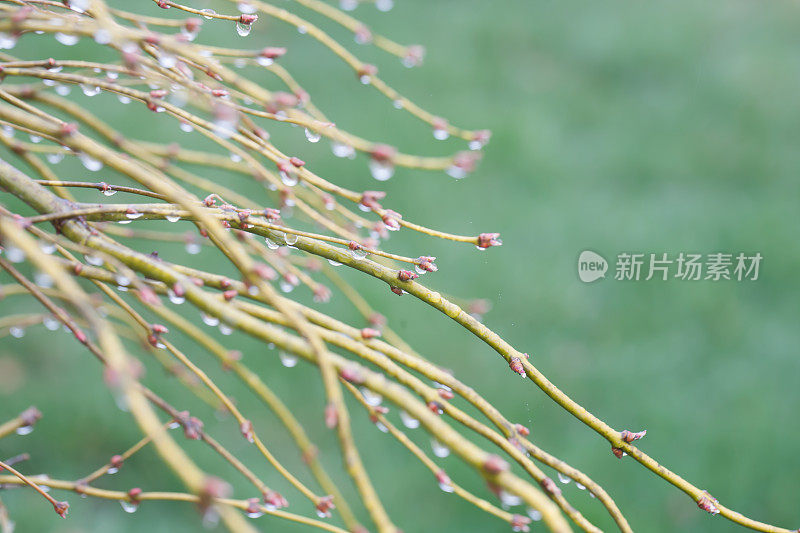 四月的雨