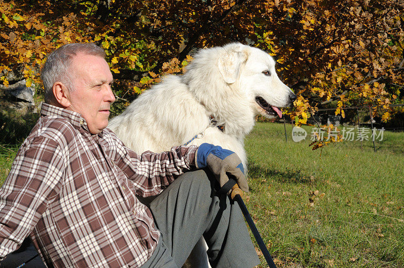 活泼的老年人与大比利牛斯狗在秋天