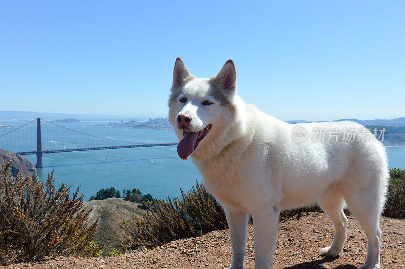 旧金山湾金门大桥上的哈士奇犬