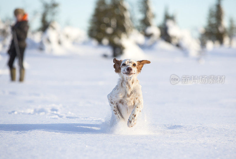 挪威辛弗杰尔·奥普兰，一只在雪地里玩耍的英国赛特犬