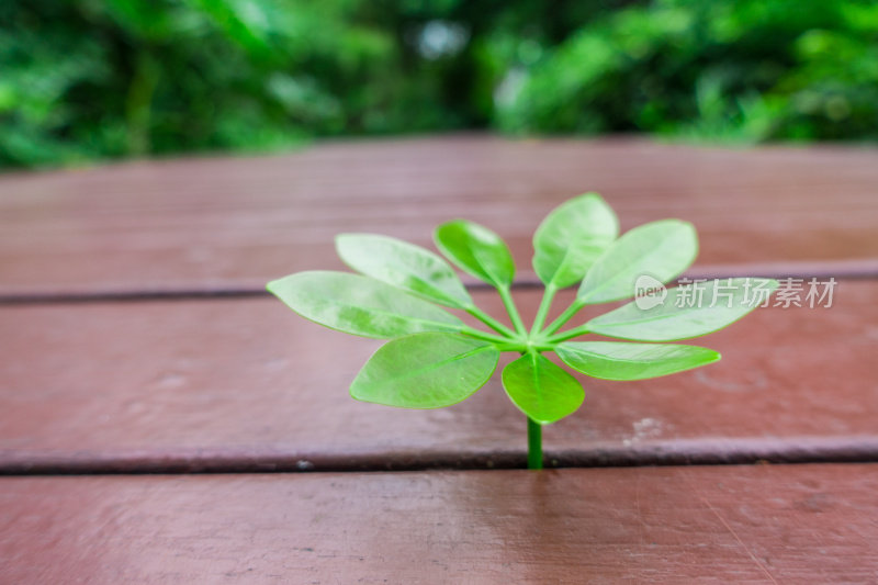 新植物生长