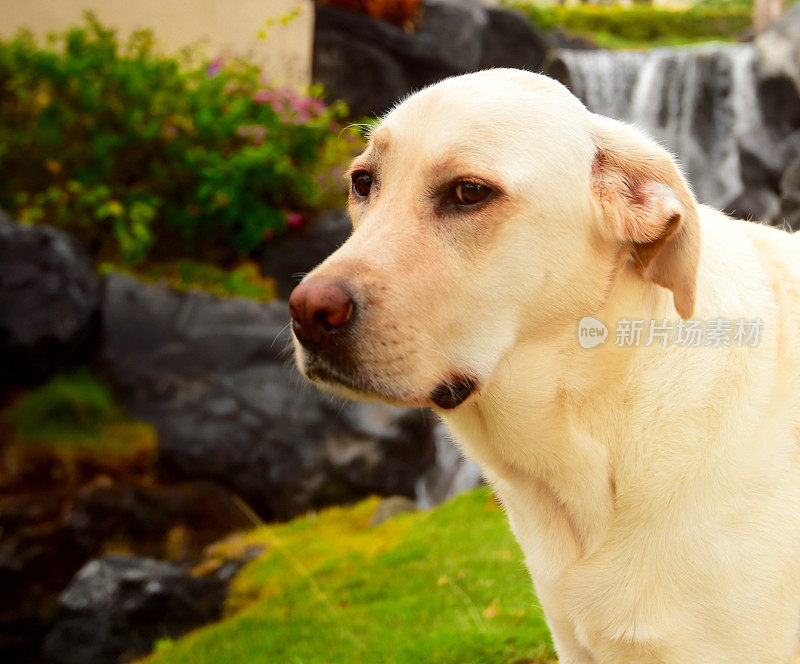 拉布拉多寻回犬