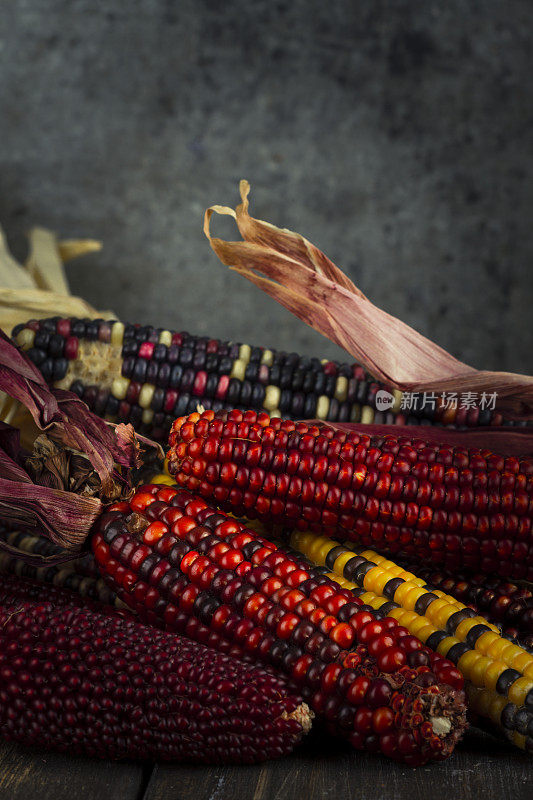 印第安玉米的秋季收获