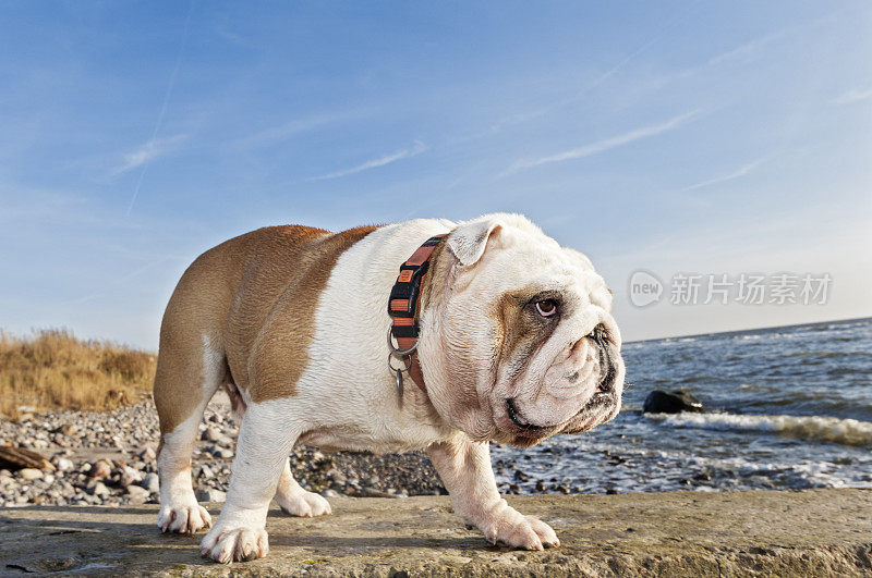可爱的英国斗牛犬在海滩散步。