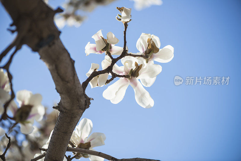 木兰开花