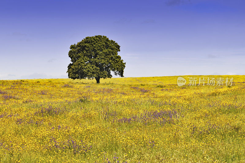 葡萄牙阿连特霍，一棵盛开着野花的草地上孤独的栓皮栎