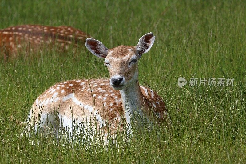 小鹿中的小鹿(大妈)