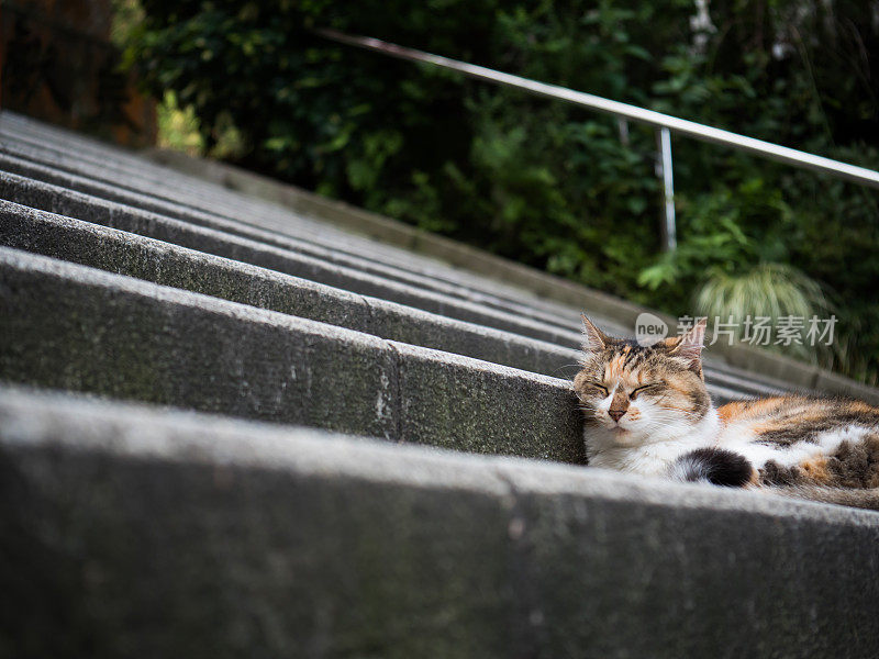 只流浪猫