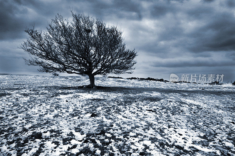 在被暴风雪云覆盖的雪地上的一棵孤独的树