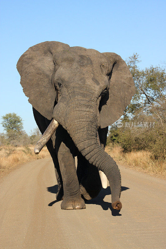 大型非洲公象把鼻子搁在令人印象深刻的长牙上
