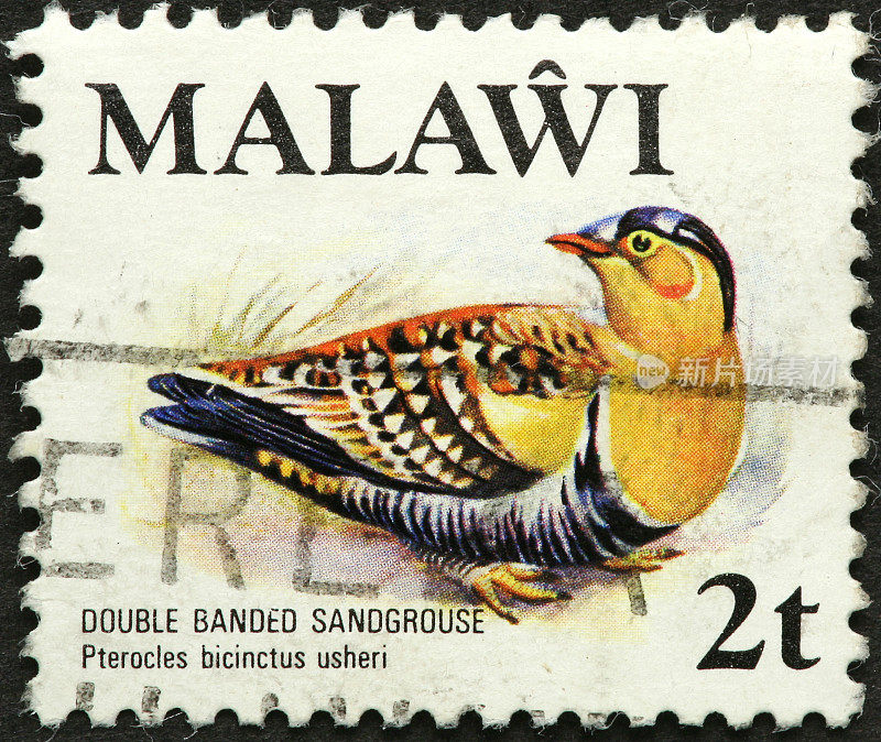 马拉维sandgrouse