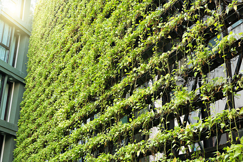 绿色墙-垂直花园-生物墙
