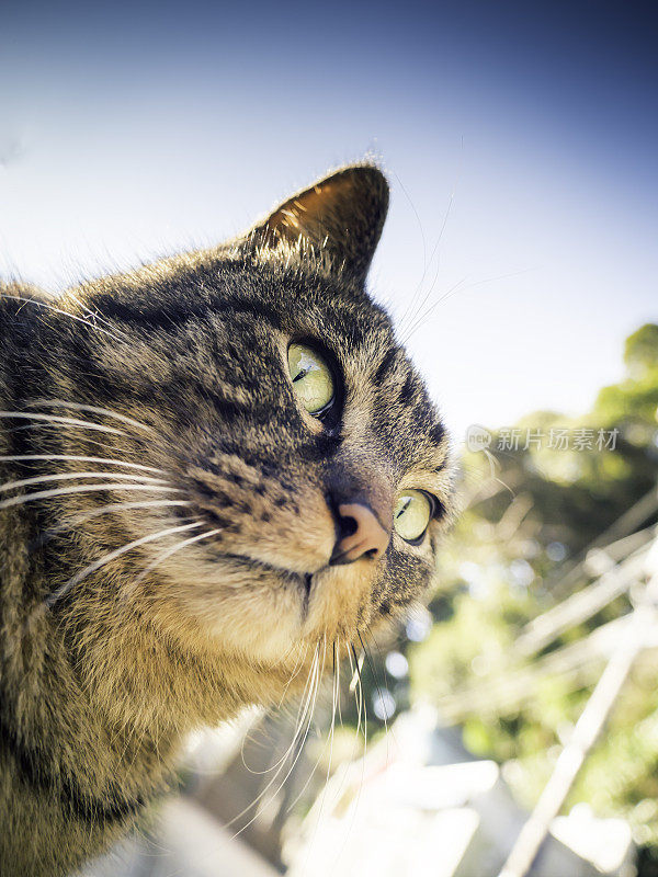 只流浪猫