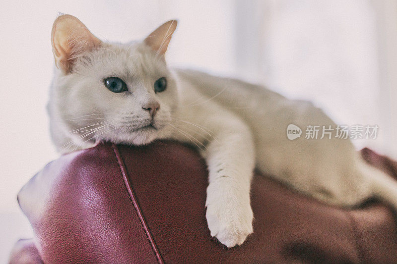 一只雌性土耳其安哥拉猫的特写镜头，它躺在一个红色的皮沙发上。