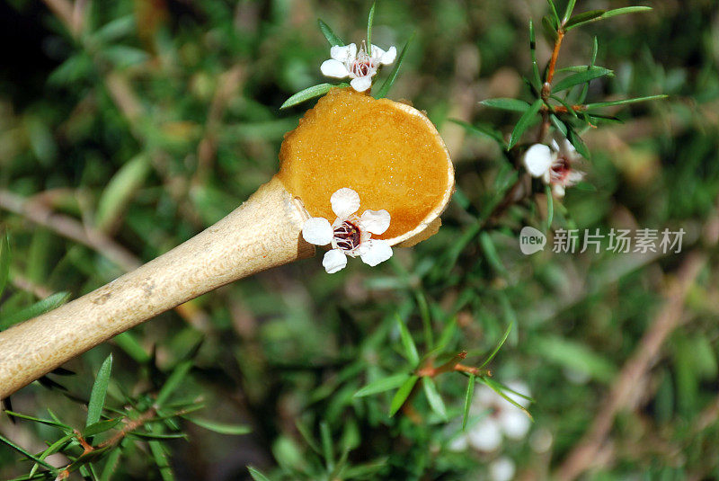 麦卢卡蜂蜜和花茶树植物