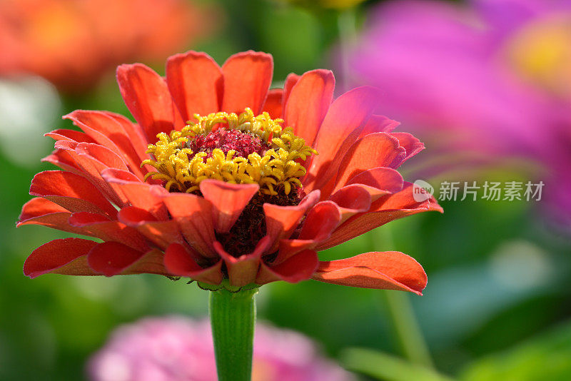 粉红色开花植物特写镜头